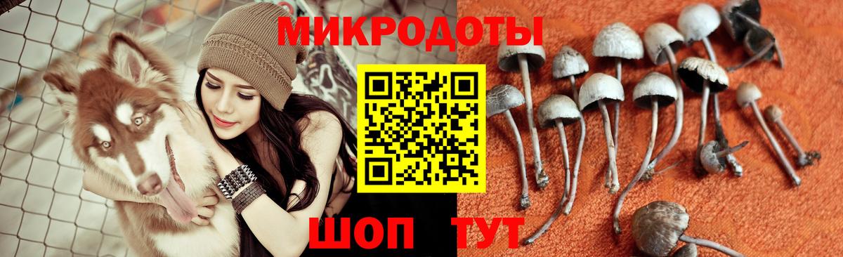 Псилоцибиновые грибы Psilocybine cubensis Бахчисарай